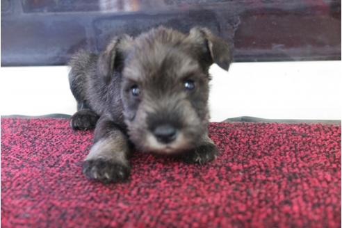 成約済の大阪府のミニチュアシュナウザー-29176の1枚目