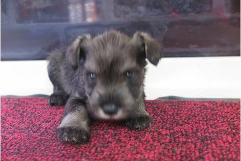 成約済の大阪府のミニチュアシュナウザー-29176の2枚目