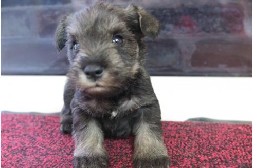 成約済の大阪府のミニチュアシュナウザー-29176の3枚目