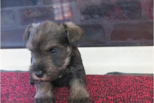 成約済の大阪府のミニチュアシュナウザー-29176の5枚目