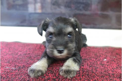 成約済の大阪府のミニチュアシュナウザー-29177の1枚目