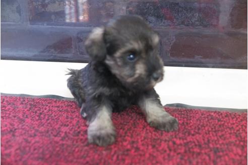 成約済の大阪府のミニチュアシュナウザー-29177の2枚目