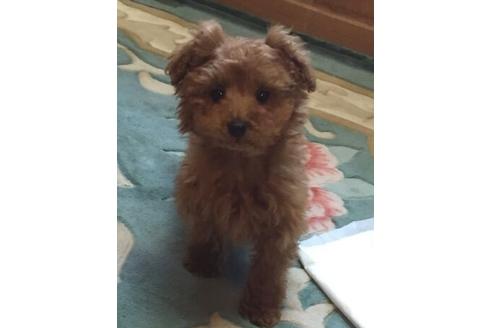 成約済の宮崎県のトイプードル-26014の2枚目