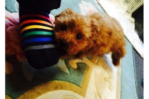 成約済の宮崎県のトイプードル-26014の1枚目