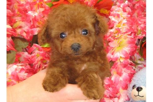 成約済の茨城県のトイプードル-29195の1枚目
