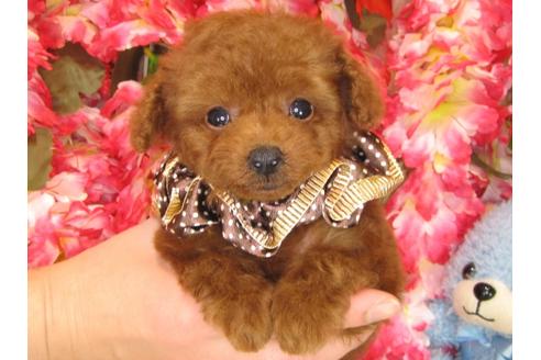 成約済の茨城県のトイプードル-29195の2枚目