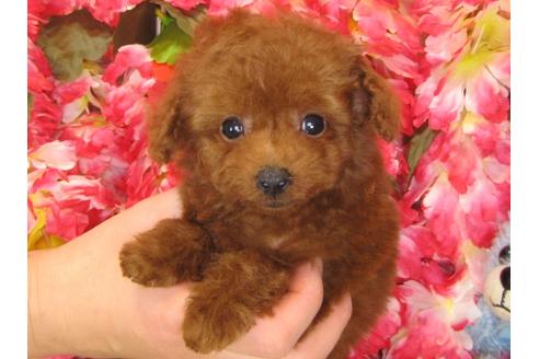 成約済の茨城県のトイプードル-29195の3枚目