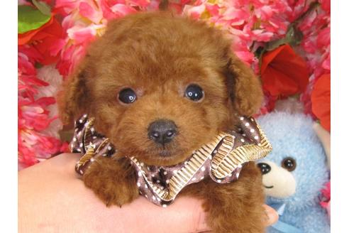 成約済の茨城県のトイプードル-29195の5枚目