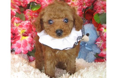 成約済の茨城県のトイプードル-29196の2枚目