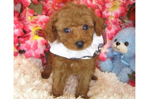 成約済の茨城県のトイプードル-29196の3枚目