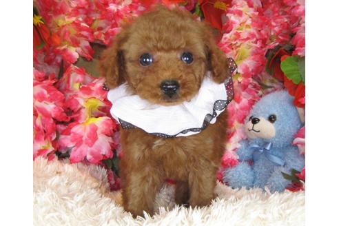 成約済の茨城県のトイプードル-29196の4枚目