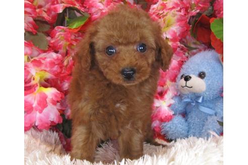 成約済の茨城県のトイプードル-29196の5枚目