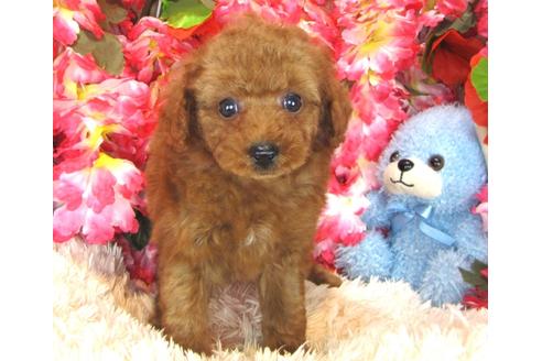 成約済の茨城県のトイプードル-29196の1枚目