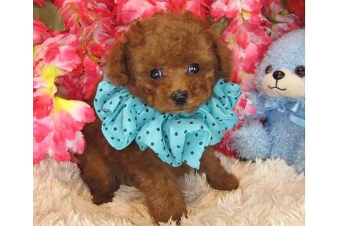 成約済の茨城県のトイプードル-29197の2枚目