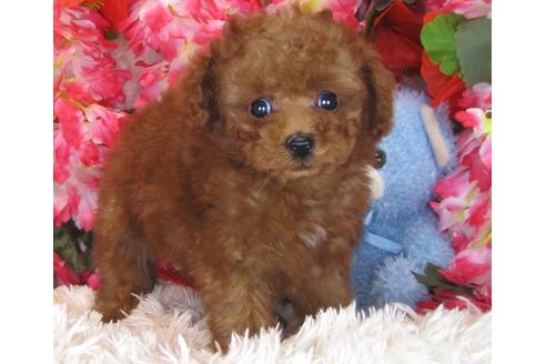 成約済の茨城県のトイプードル-29197の3枚目