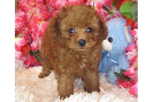 成約済の茨城県のトイプードル-29197の4枚目