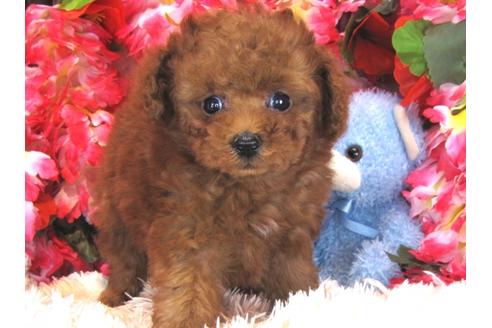 成約済の茨城県のトイプードル-29197の5枚目