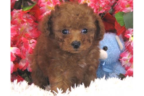 成約済の茨城県のトイプードル-29197の1枚目