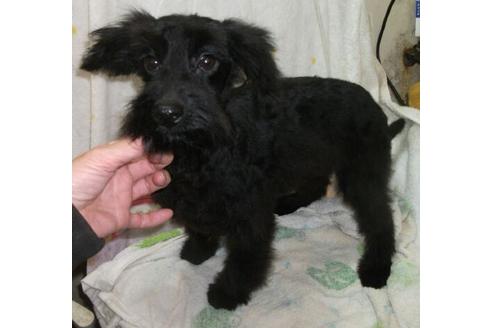 成約済の岐阜県のミックス犬-23476の2枚目