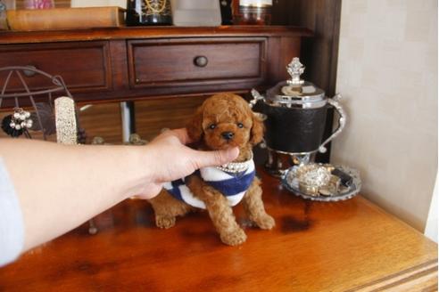 成約済の埼玉県のトイプードル-29235の1枚目