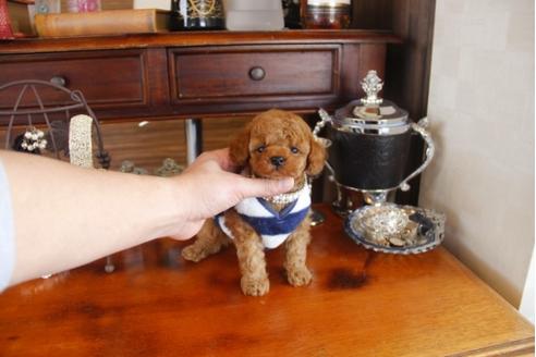 成約済の埼玉県のトイプードル-29235の2枚目