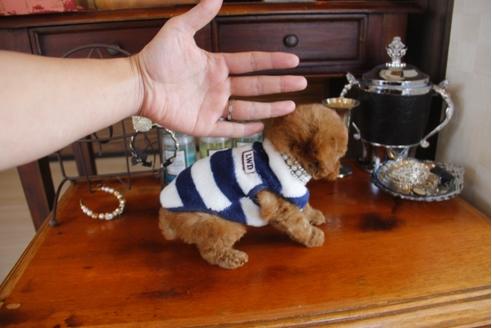 成約済の埼玉県のトイプードル-29235の3枚目