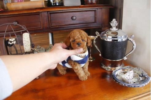 成約済の埼玉県のトイプードル-29235の4枚目