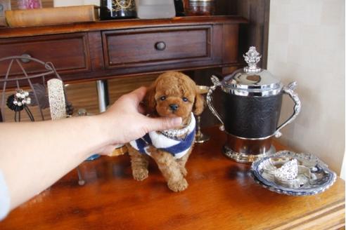 成約済の埼玉県のトイプードル-29235の5枚目