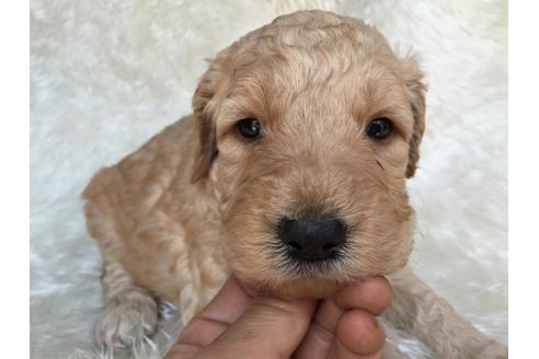 成約済の茨城県のミックス犬-29245の1枚目