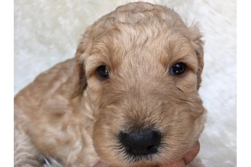 成約済の茨城県のミックス犬-29245の2枚目