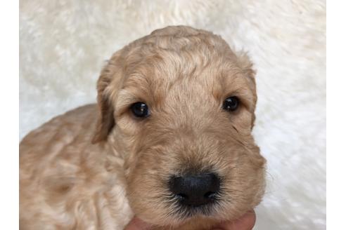 成約済の茨城県のミックス犬-29245の3枚目