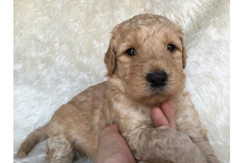成約済の茨城県のミックス犬-29245の4枚目