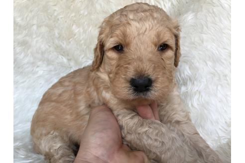 成約済の茨城県のミックス犬-29245の5枚目