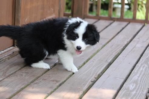 成約済の宮崎県のボーダーコリー-28406の5枚目