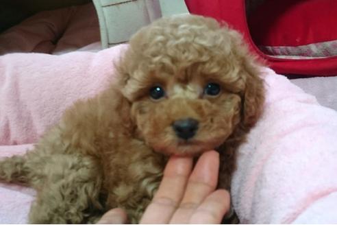 成約済の愛知県のトイプードル-28799の4枚目