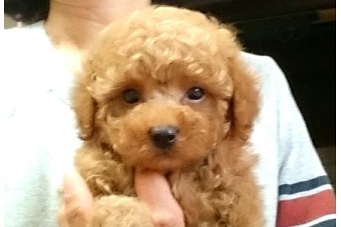 成約済の愛知県のトイプードル-28799の1枚目
