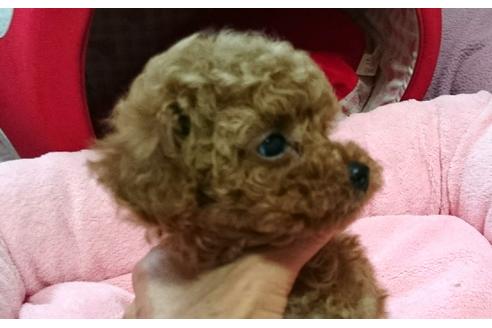 成約済の愛知県のトイプードル-28800の3枚目