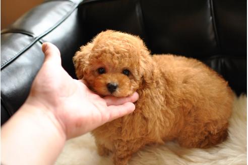 成約済の茨城県のトイプードル-29295の3枚目