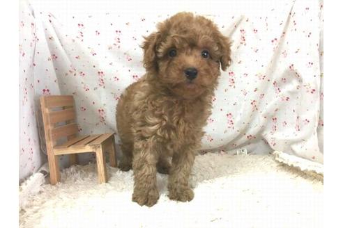 成約済の滋賀県のトイプードル-29298の2枚目