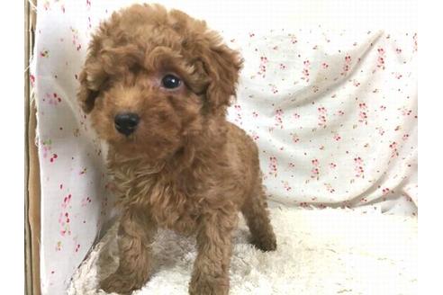 成約済の滋賀県のトイプードル-29298の1枚目