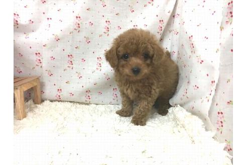 成約済の滋賀県のトイプードル-29299の2枚目