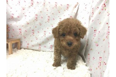 成約済の滋賀県のトイプードル-29299の1枚目