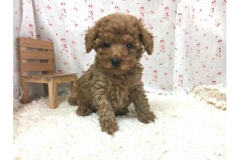 成約済の滋賀県のトイプードル-29300の2枚目