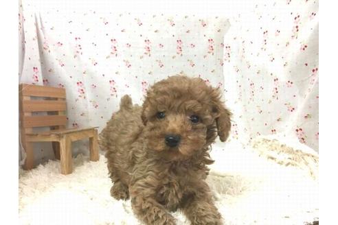 成約済の滋賀県のトイプードル-29300の1枚目