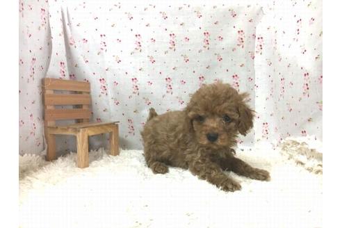 成約済の滋賀県のトイプードル-29301の2枚目