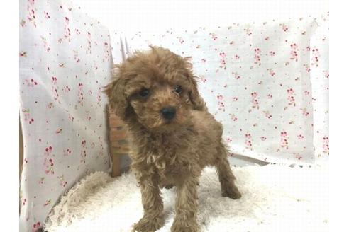 成約済の滋賀県のトイプードル-29301の1枚目