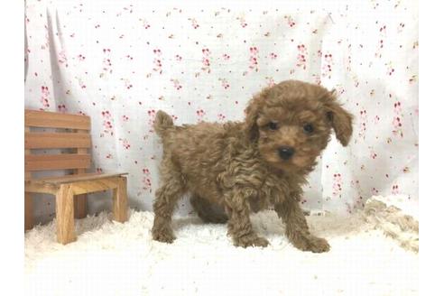 成約済の滋賀県のトイプードル-29302の2枚目