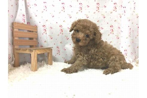 成約済の滋賀県のトイプードル-29302の1枚目