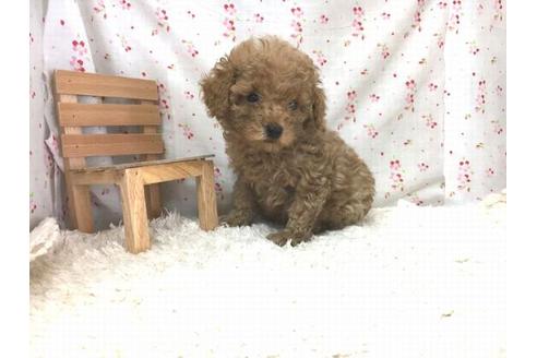 成約済の滋賀県のトイプードル-29303の2枚目