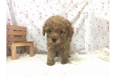 成約済の滋賀県のトイプードル-29303の1枚目